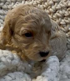 mini Goldendoodle - Photo 9