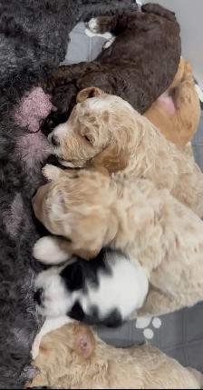 mini Goldendoodle - Photo 10