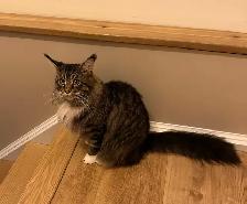 MAINE COON KITTENS AND ADULT - Photo 4