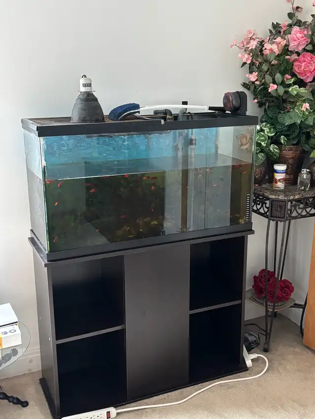 Aquarium with Stand and Fish !