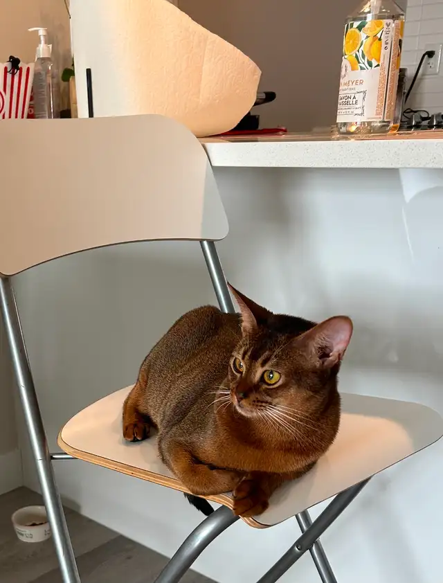 Rehoming Abyssinian Girl Malta