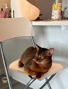 Rehoming Abyssinian Girl Malta