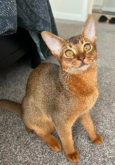 Rehoming Abyssinian Girl Malta - Photo 2