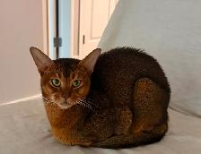 Rehoming Abyssinian Girl Malta - Photo 3