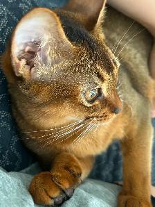 Rehoming Abyssinian Girl Malta - Photo 4
