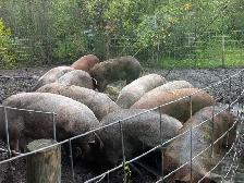 Butcher Pig's