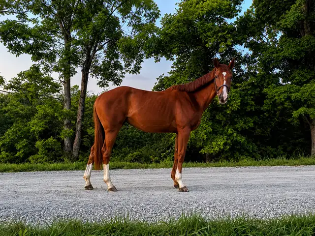 Thoroughbred Mare For Sale