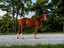 Thoroughbred Mare For Sale