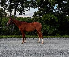 Thoroughbred Mare For Sale - Photo 2