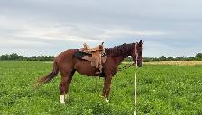 Thoroughbred Mare For Sale - Photo 4