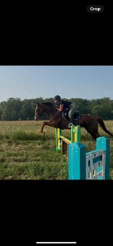 Thoroughbred Mare For Sale - Photo 6