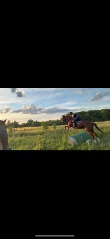 Thoroughbred Mare For Sale - Photo 7