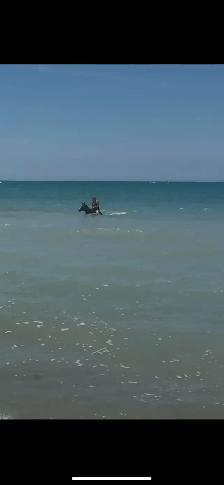 Thoroughbred Mare For Sale - Photo 8