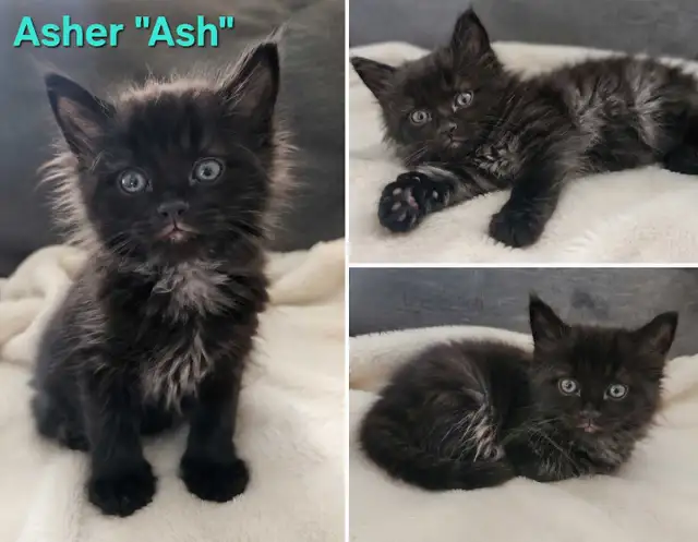 6 kittens looking for forever homes. ASAP
