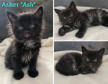 6 kittens looking for forever homes. ASAP