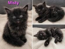 6 kittens looking for forever homes. ASAP - Photo 2