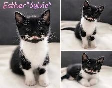 6 kittens looking for forever homes. ASAP - Photo 3