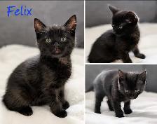 6 kittens looking for forever homes. ASAP - Photo 4