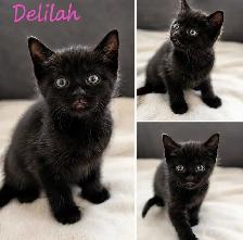 6 kittens looking for forever homes. ASAP - Photo 5