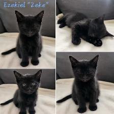 6 kittens looking for forever homes. ASAP - Photo 6