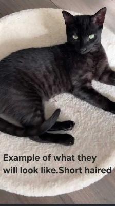 6 kittens looking for forever homes. ASAP - Photo 7