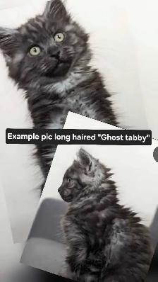 6 kittens looking for forever homes. ASAP - Photo 8