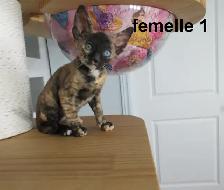 ❤️chaton  ❤️rex cornish vermifugé, micropucé❤️