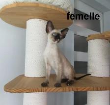 ❤️chaton  ❤️rex cornish vermifugé, micropucé❤️ - Photo 3