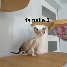 ❤️chaton  ❤️rex cornish vermifugé, micropucé❤️ - Photo 6