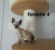 ❤️chaton  ❤️rex cornish vermifugé, micropucé❤️ - Photo 10