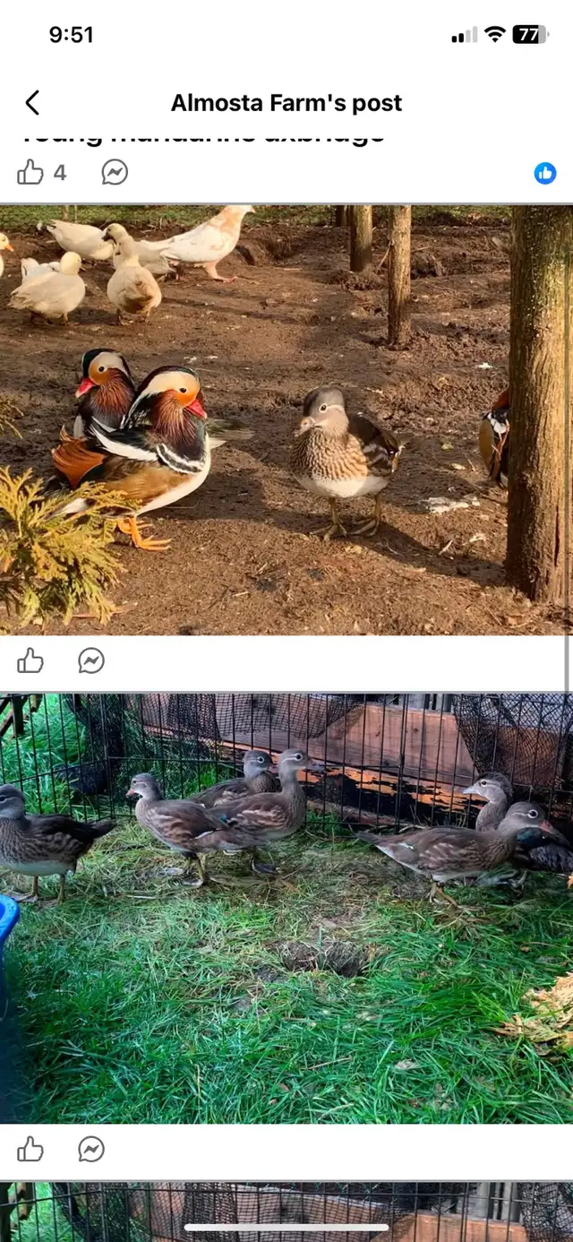 mandarins