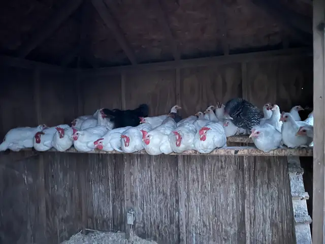 Laying Hens For Sale