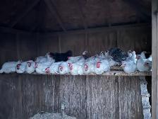 Laying Hens For Sale