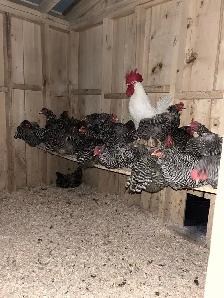 Laying Hens For Sale - Photo 2
