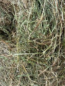 Hay for sale - Photo 2
