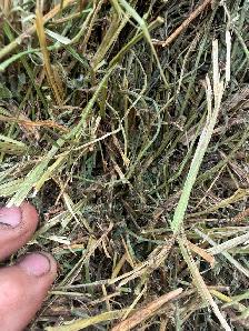 Hay for sale - Photo 3