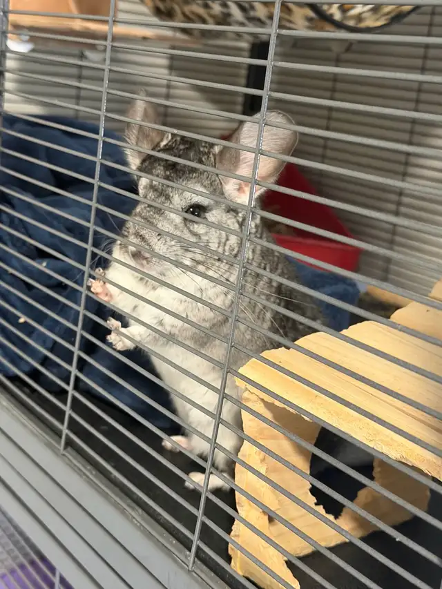 Chinchillas (2) and Complete Cage Set Up