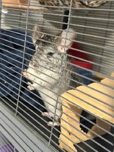 Chinchillas (2) and Complete Cage Set Up