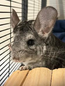 Chinchillas (2) and Complete Cage Set Up - Photo 2