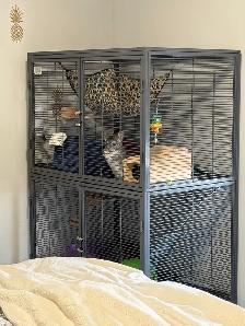 Chinchillas (2) and Complete Cage Set Up - Photo 3