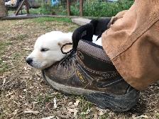 Kangol/retriever - Photo 2