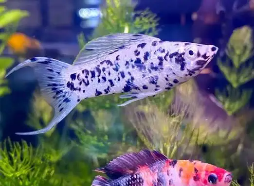 5 young adult Lyretail DALMATION MOLLIES – $20 for all