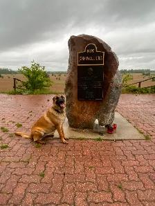 Rosie - 4 yr unspayed Belgian Malinois