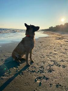 Rosie - 4 yr unspayed Belgian Malinois - Photo 2