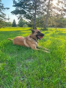 Rosie - 4 yr unspayed Belgian Malinois - Photo 3