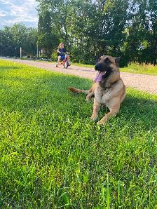 Rosie - 4 yr unspayed Belgian Malinois - Photo 4