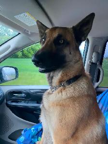 Rosie - 4 yr unspayed Belgian Malinois - Photo 5