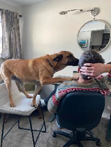 Rosie - 4 yr unspayed Belgian Malinois - Photo 6