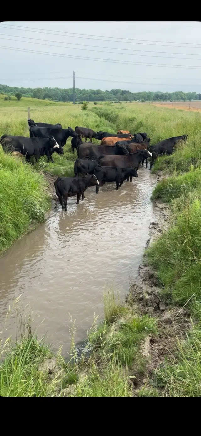 Open cows FOR SALE