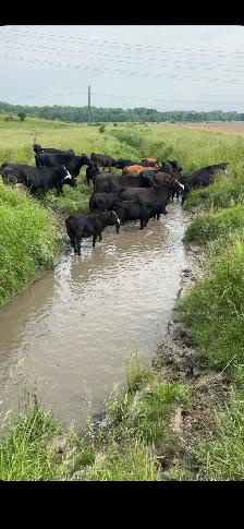Open cows FOR SALE
